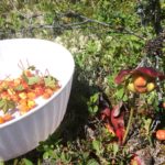 Bakeapple Picking and Preserving - Traditional Newfoundland