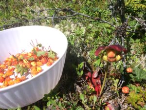 Bakeapple Picking and Preserving