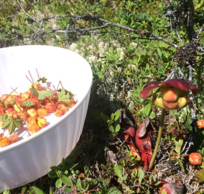 Bakeapple Picking and Preserving