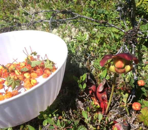 Bakeapple Picking and Preserving