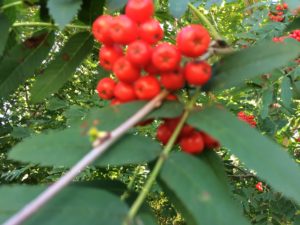 Dogberry Jelly