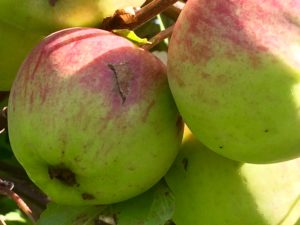 Apple crumble